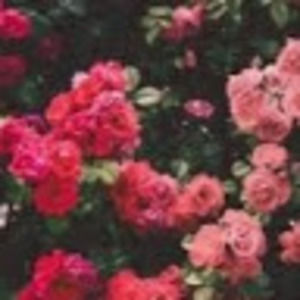 Meet your Posher, Chi